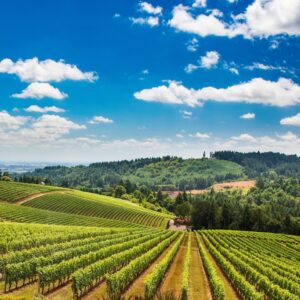 Wein meets Sternebarbecue auf Weingut Büchin